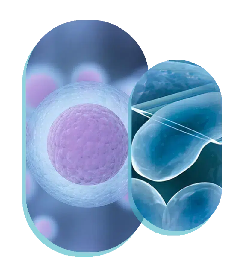egg donation in germany