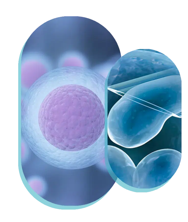 egg donation uk